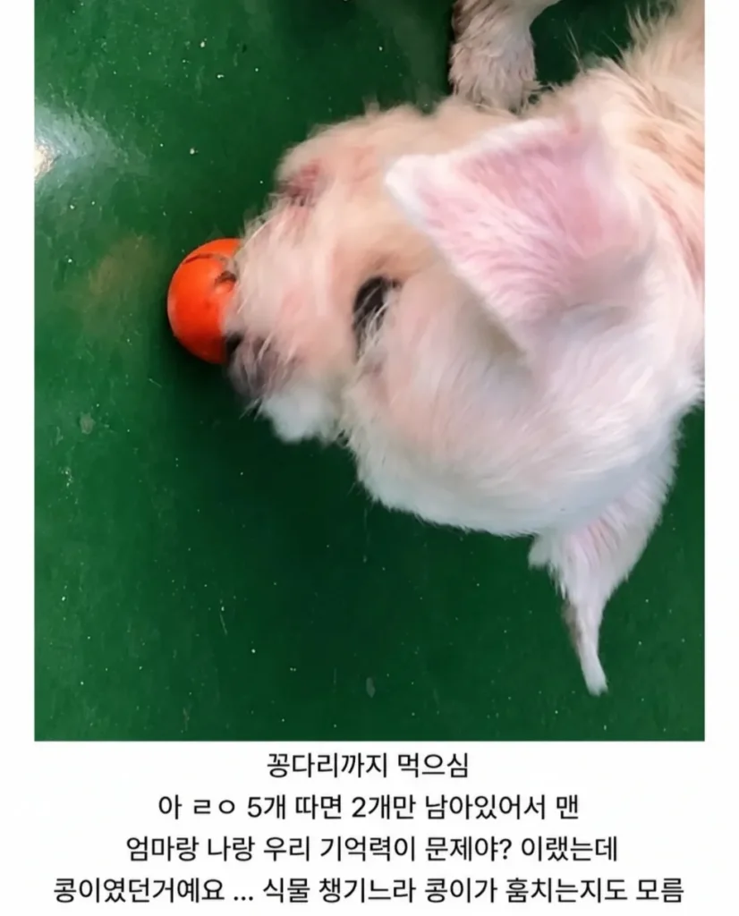 토마토 도둑을 잡았는데