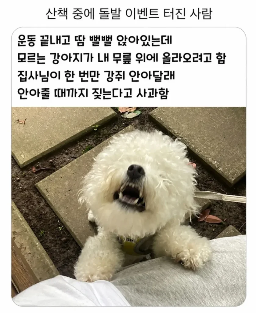 산책 중 발생한 예상치 못한 사건