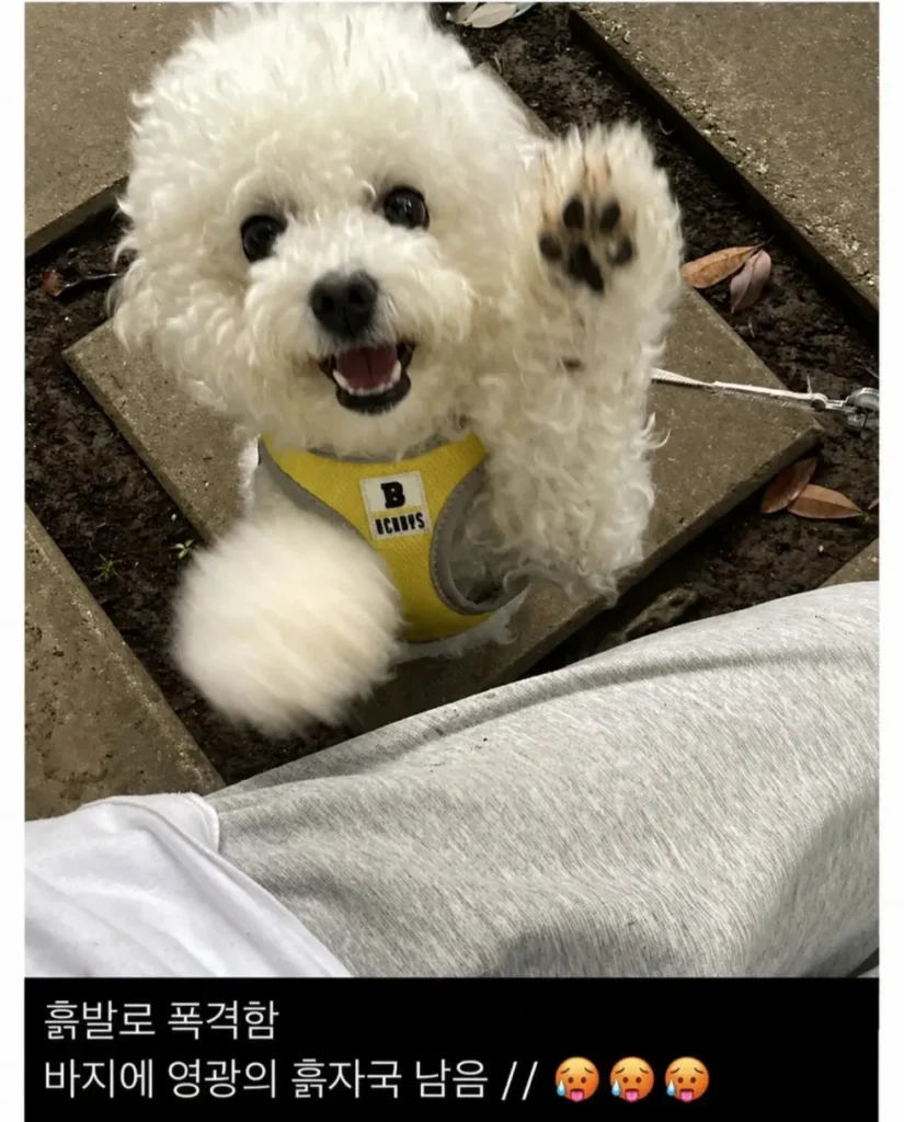 산책 중 발생한 예상치 못한 사건