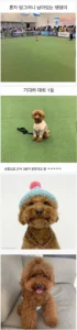1등한 강아지, 기다려대회에서 우승