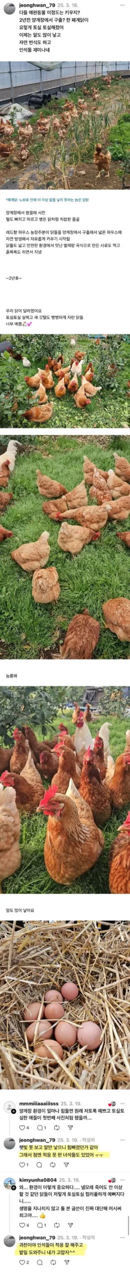 2년 동안 숙성시킨 폐닭의 놀라운 결과