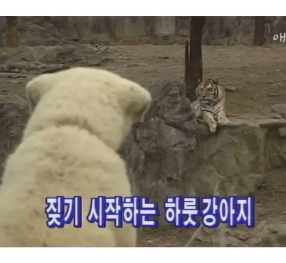 범 무서운 줄 모르는 하룻강아지