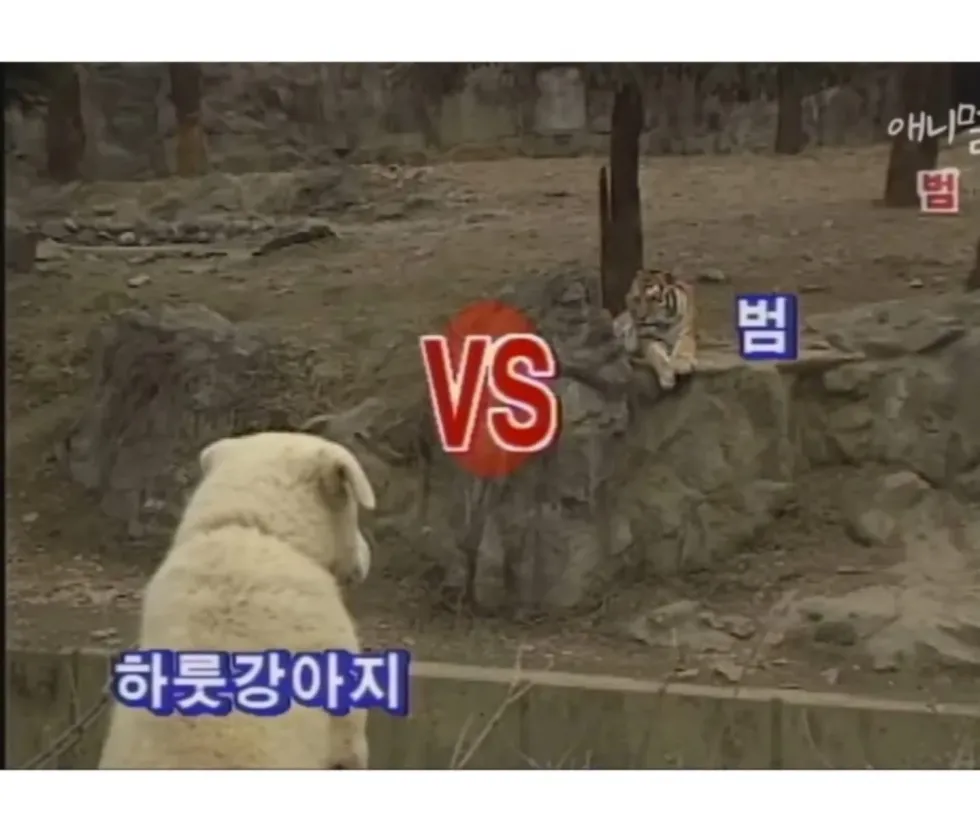범 무서운 줄 모르는 하룻강아지