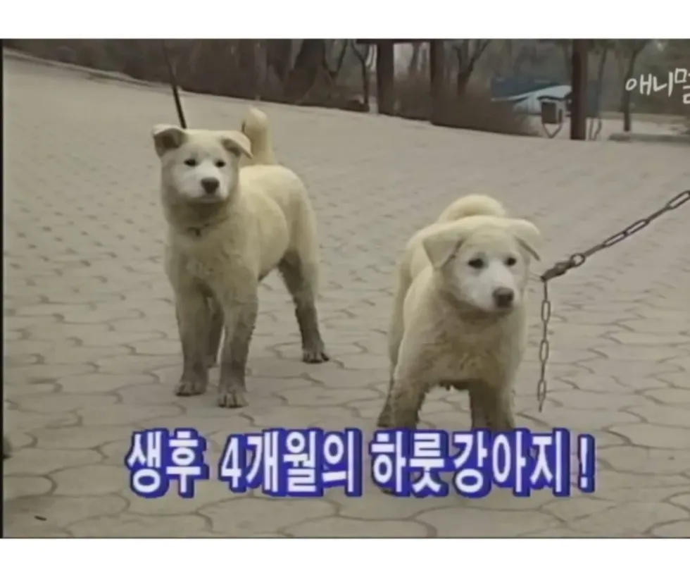 범 무서운 줄 모르는 하룻강아지