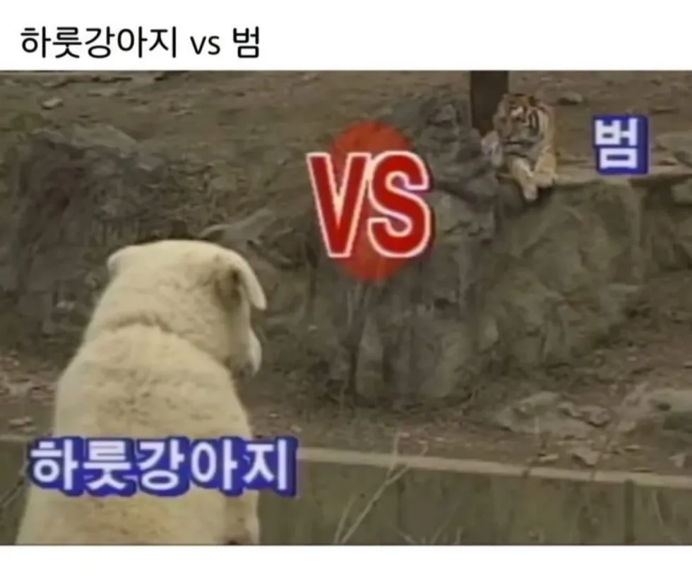 범 무서운 줄 모르는 하룻강아지