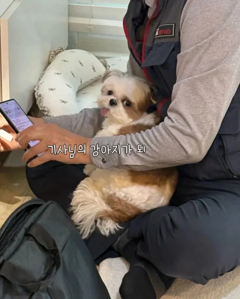 강아지가 인터넷 기사님을 맞이하는 순간.jpg