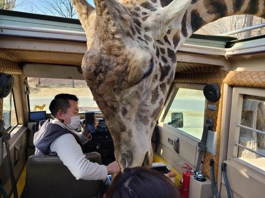 의외로 잘 모르는 기린 실제 크기 체감.jpg