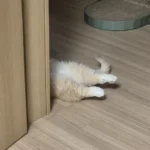 고양이) 뒷다리만 봐도 귀여움