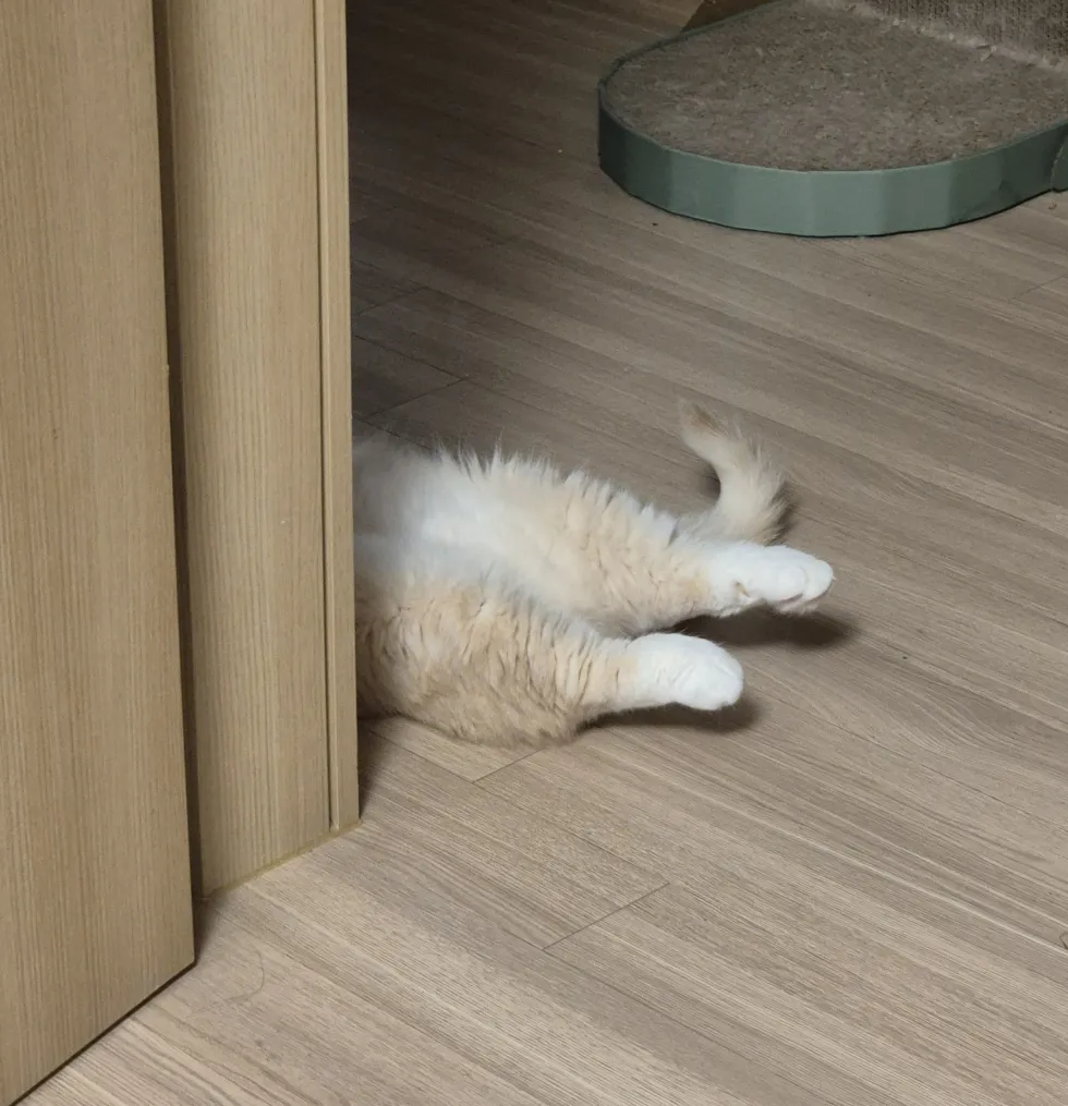 고양이) 뒷다리만 봐도 귀여움