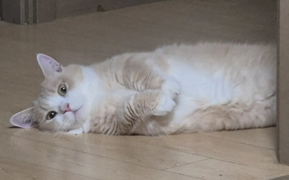 고양이) 뒷다리만 봐도 귀여움