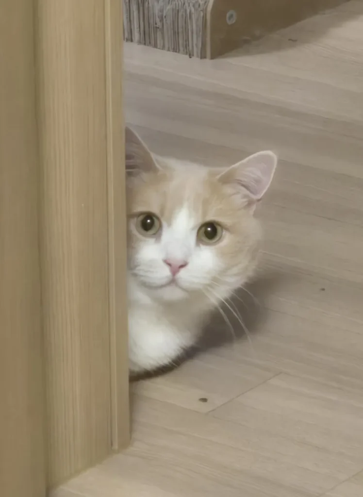 고양이) 뒷다리만 봐도 귀여움