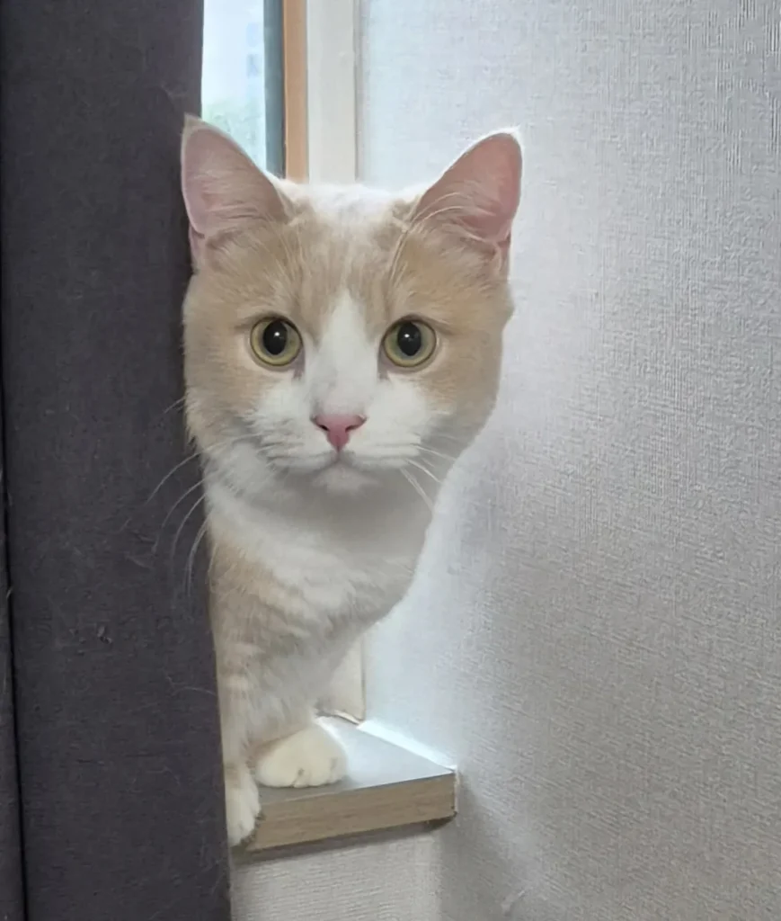 고양이) 뒷다리만 봐도 귀여움