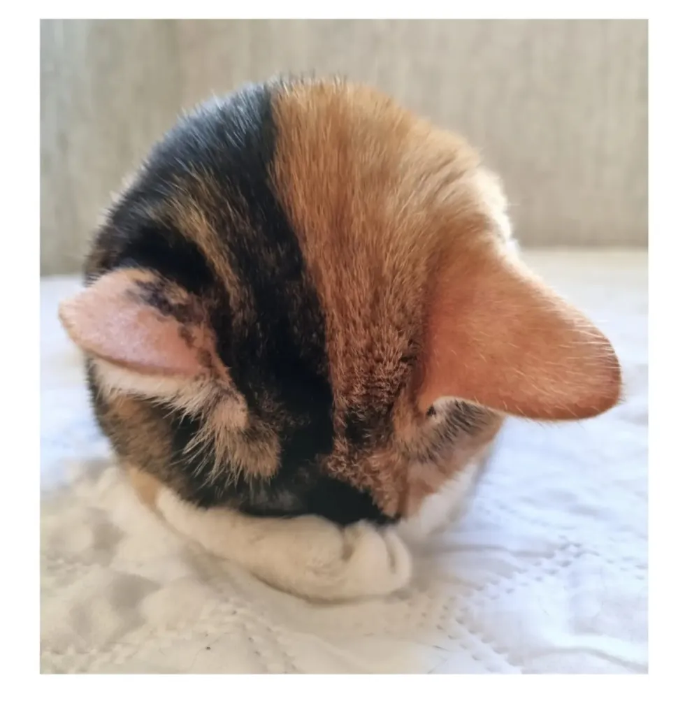 방금 일어난 고양이 자랑하는 만화