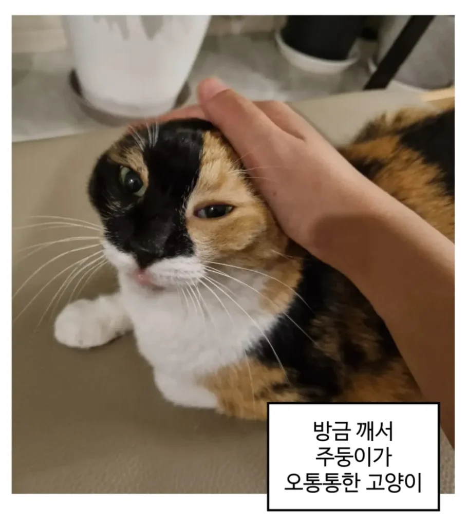 방금 일어난 고양이 자랑하는 만화