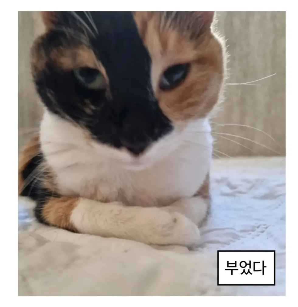 방금 일어난 고양이 자랑하는 만화
