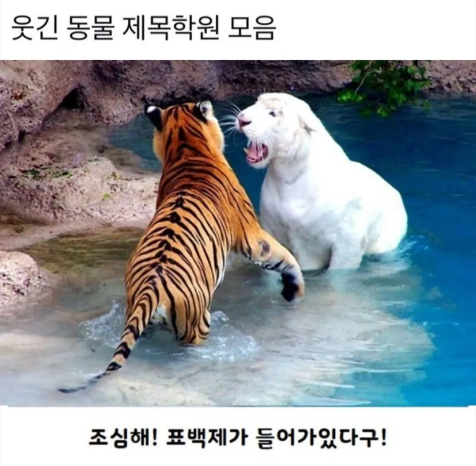 제목학원 동물 버전 다시 보기
