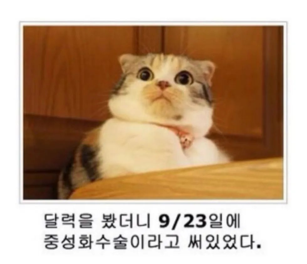 제목학원 동물 버전 다시 보기