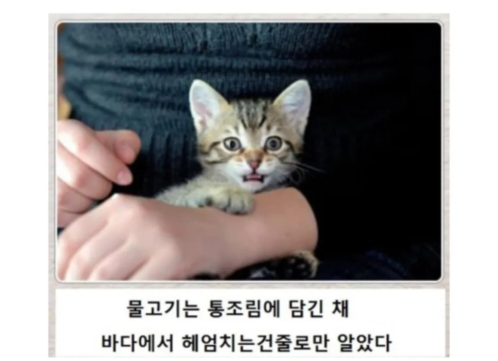 제목학원 동물 버전 다시 보기