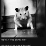 “가격을 올릴 때, 나는 외쳤다.”
