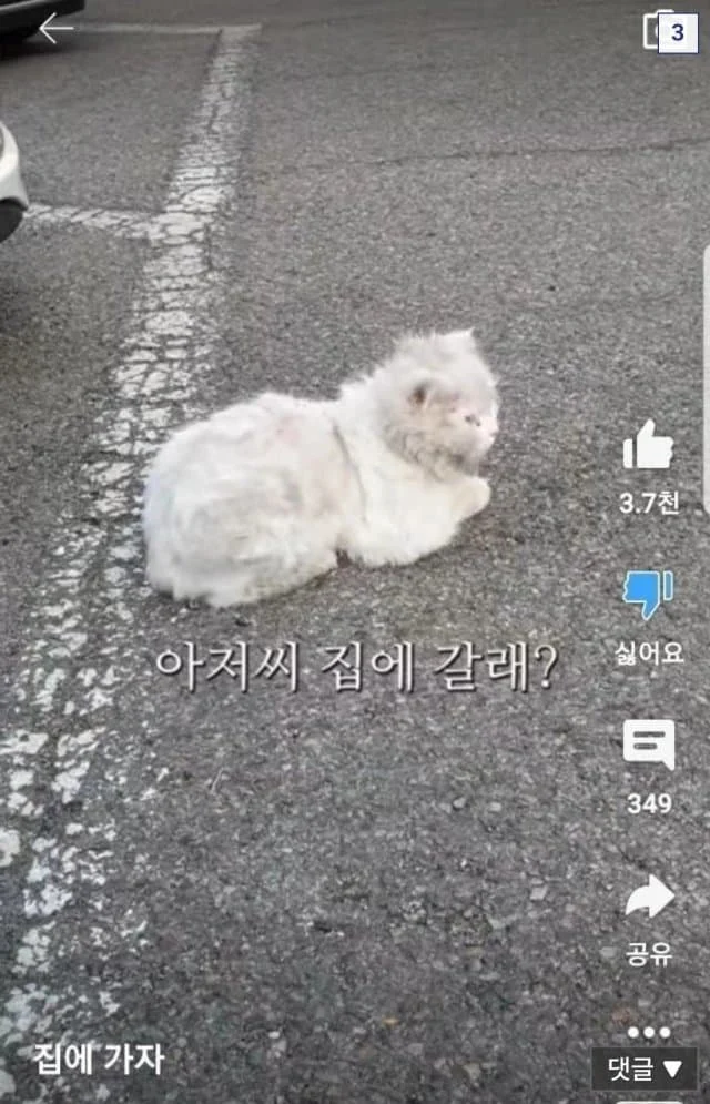 해처리에서 S급 매물 발견한 캣대디