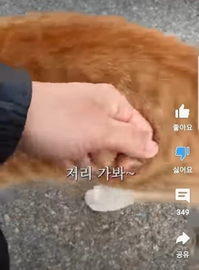 해처리에서 S급 매물 발견한 캣대디