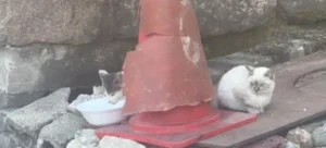 해처리에서 S급 매물 발견한 캣대디
