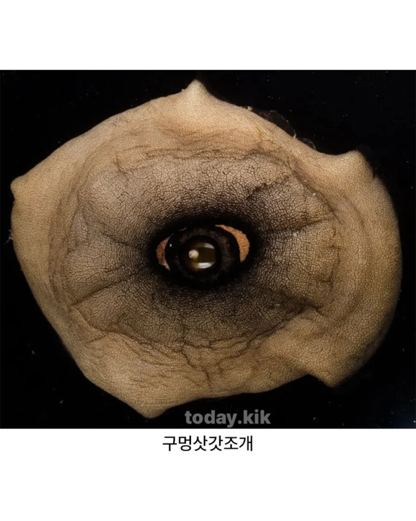 바다 속에서 만난다면 기절할 자신이 있는 생물 (자연).