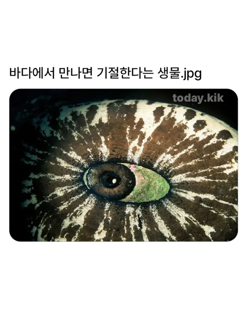 바다 속에서 만난다면 기절할 자신이 있는 생물 (자연).