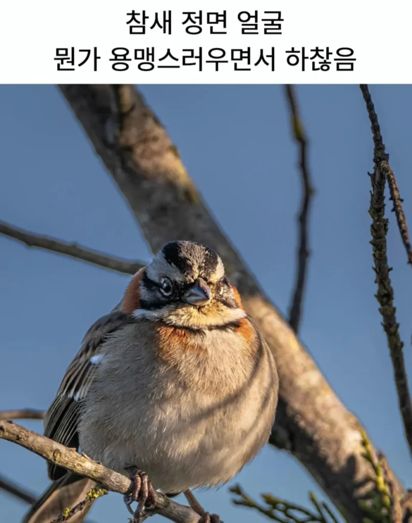 참새의 정면 얼굴