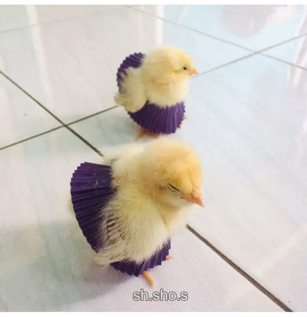 에그타르트, 냉장 보관이 필수인 까닭
