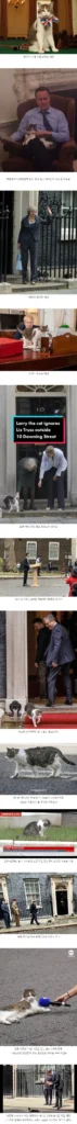 영국 총리 관저 고양이 래리, 최근 소식