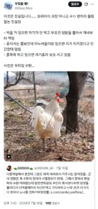 특집: 수탉