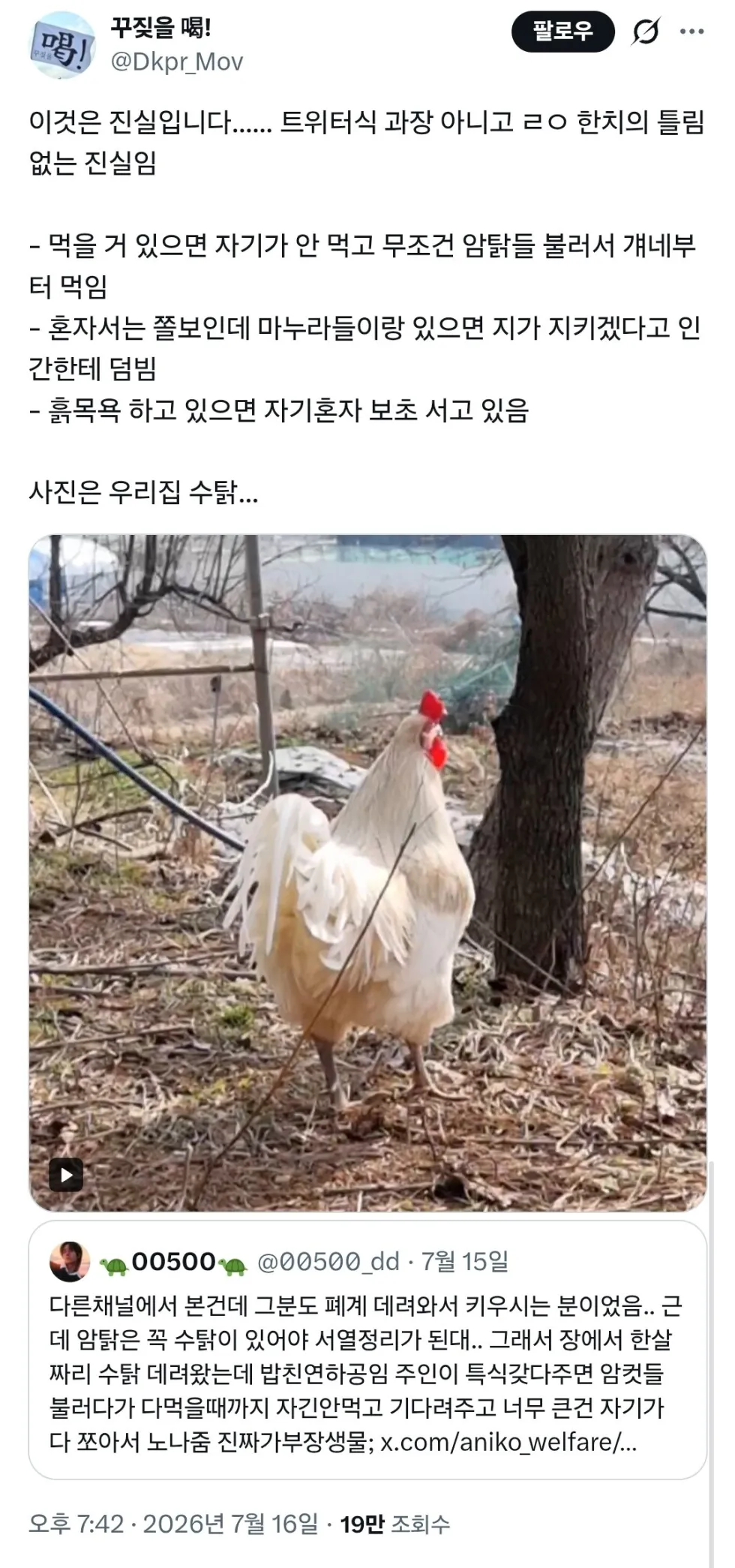 특집: 수탉