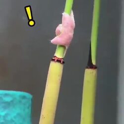 불가사리를 어항에서 키우면 볼 수 있는 것.gif