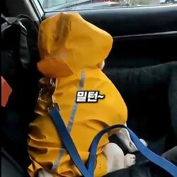 삐진 것 같은 강아지