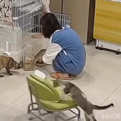 주인을 웅크리고 앉은 채로 바라보는 고양이