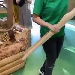 인간이 다리를 놓자 우르르 이동하는 기니피그들.mp4