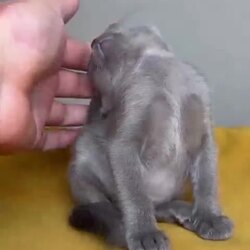 아기 고양이, 황홀경에 빠진 모습