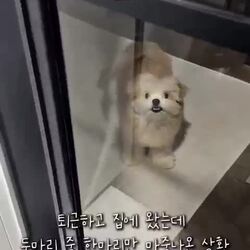 자다가 마중 나온 강아지, 누가 봐도 알 수 있어요