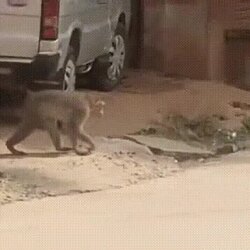 방어하는 원숭이