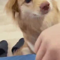귀여운 강아지 쓰다듬기