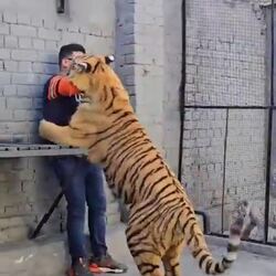 삼색 고양이가 놀아달라고 조르자 던져버리는 남자에 대한 주의사항