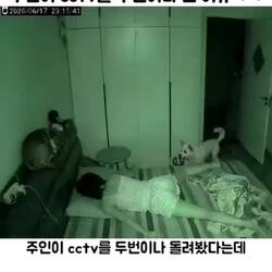 주인이 CCTV를 두 번이나 다시 보게 만든 개의 행동