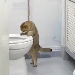 냐옹이가 변기에서 용변 봐요