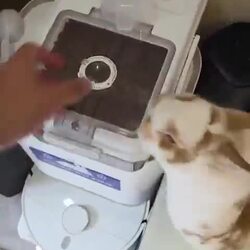 거북이, 속수무책으로 당하네~