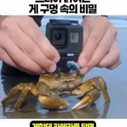 게 구멍 속 비밀, 마침내 공개되다