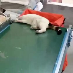 자려고 하는 장소를 잘 못 고른 냥이.gif