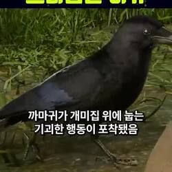 손님받아라 일부러 개미집을 찾아가는 까마귀