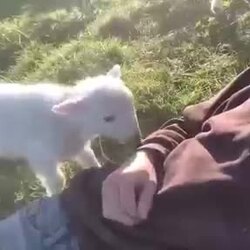 어린 양이 놀아달라고 보채는 모습