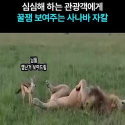 야생 사바나 동물, 도파민에 길들여지다